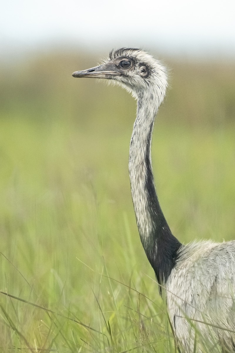 Greater Rhea - ML645627383