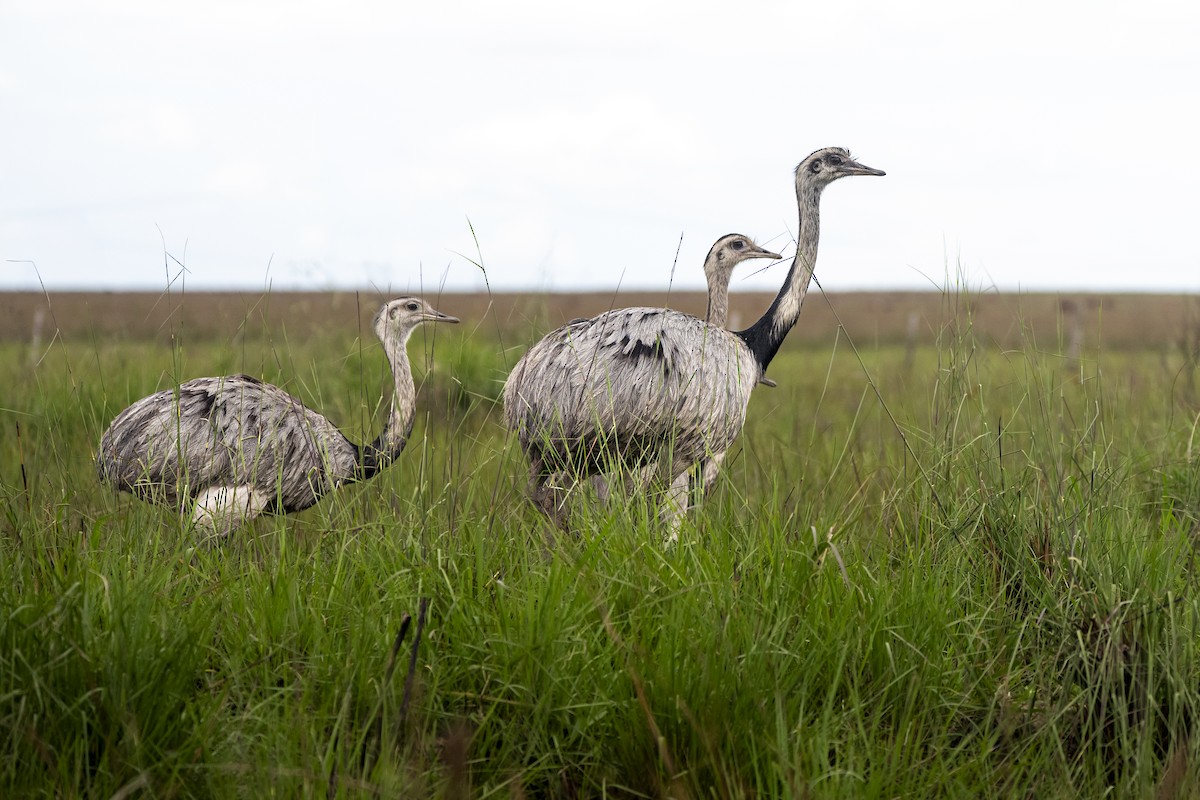 Greater Rhea - ML645627384