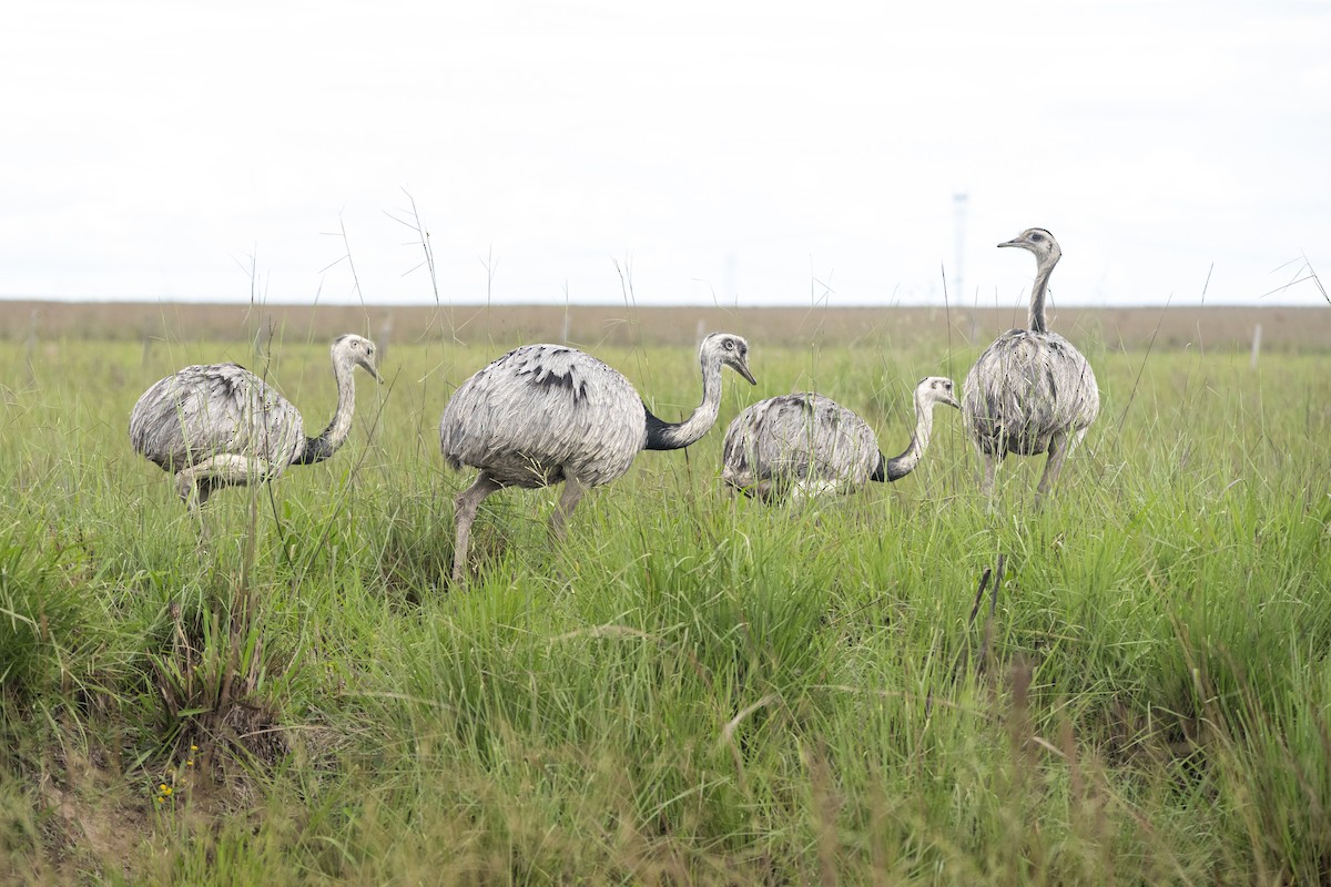 Greater Rhea - ML645627385