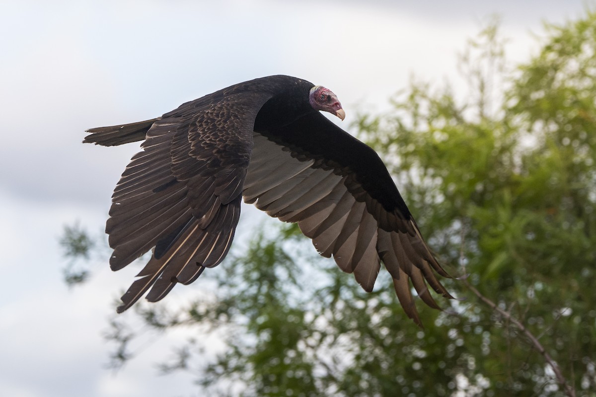 Turkey Vulture - ML645627393