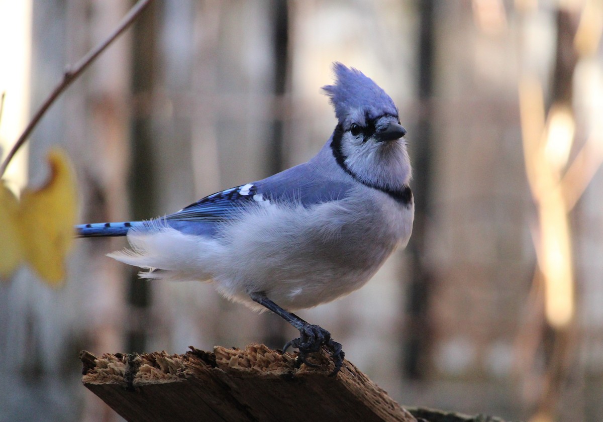 Blue Jay - ML645627394