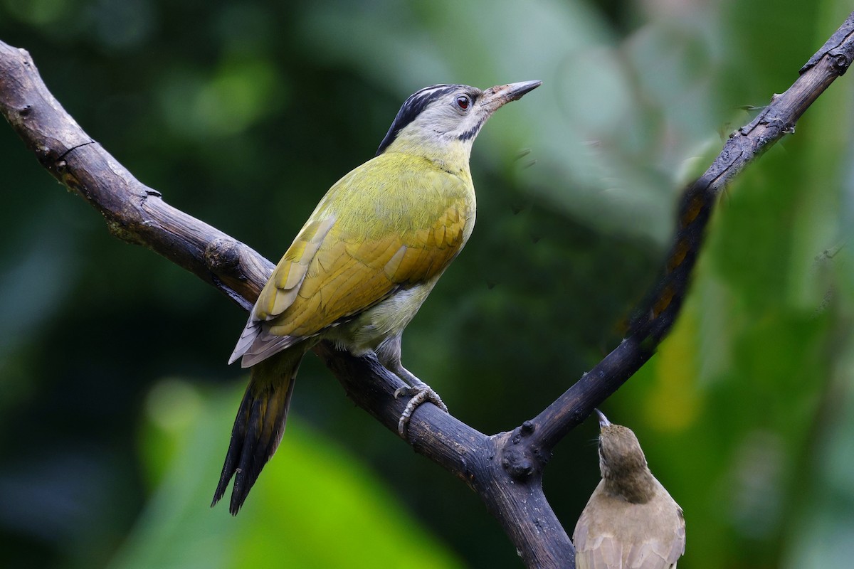 Жовна сива - ML645627395