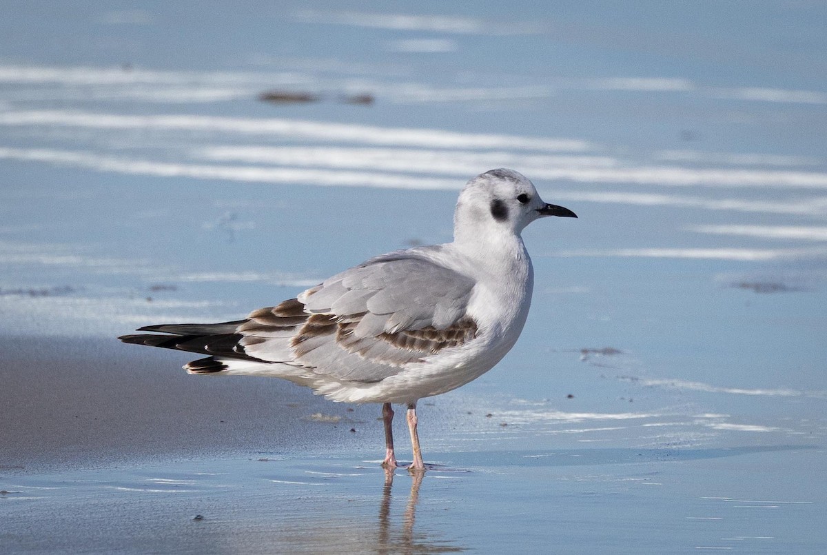 Бонапартова чайка - ML645627401