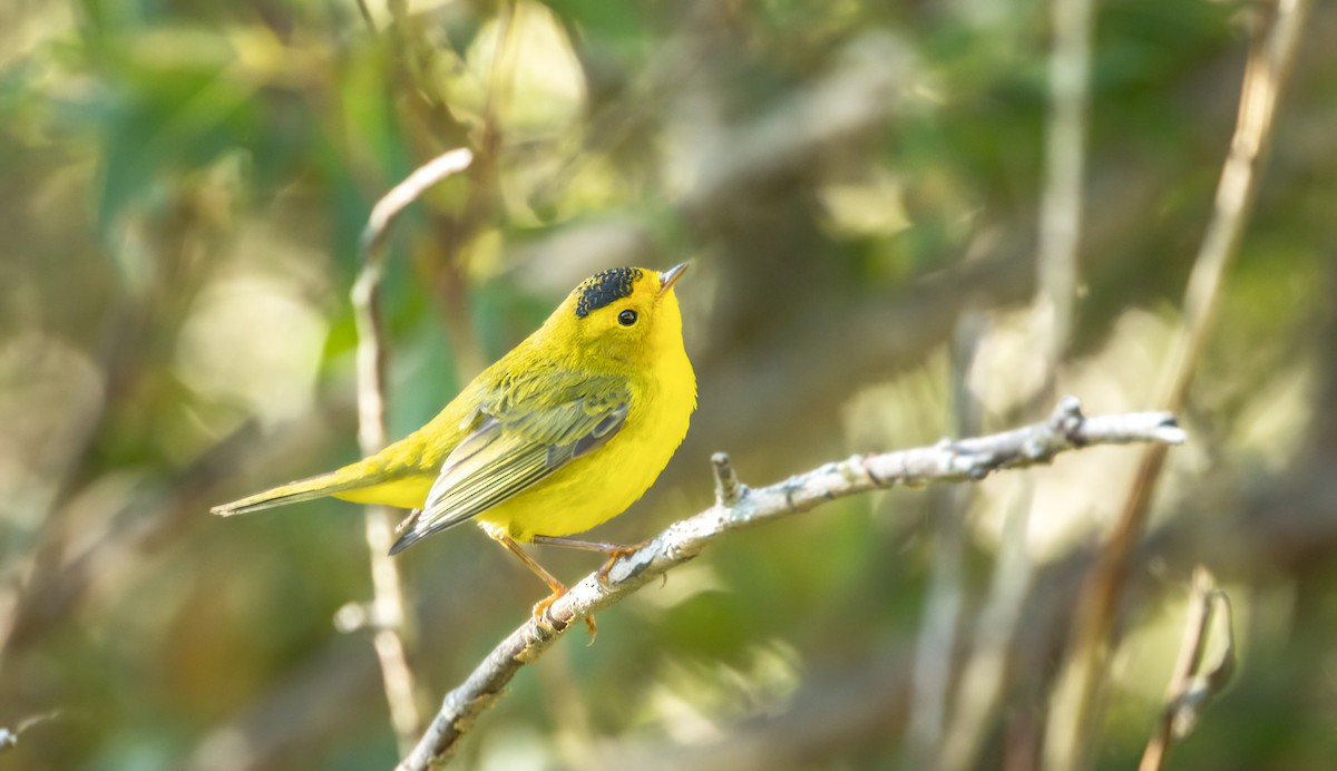 Wilson's Warbler - ML645627402