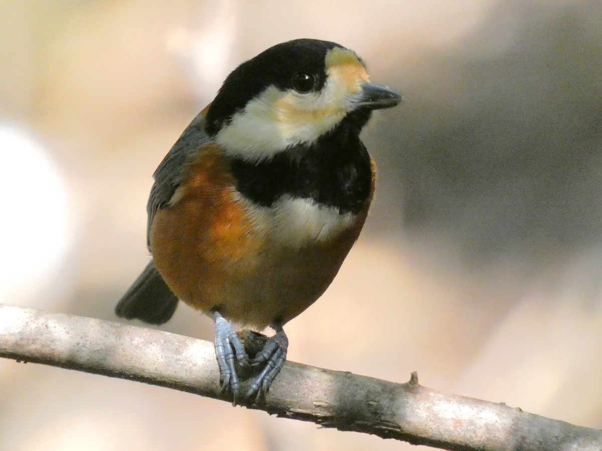 雜色山雀 - ML645627404