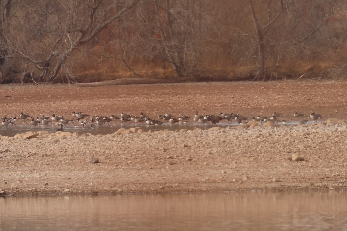 Canada Goose - ML645627410