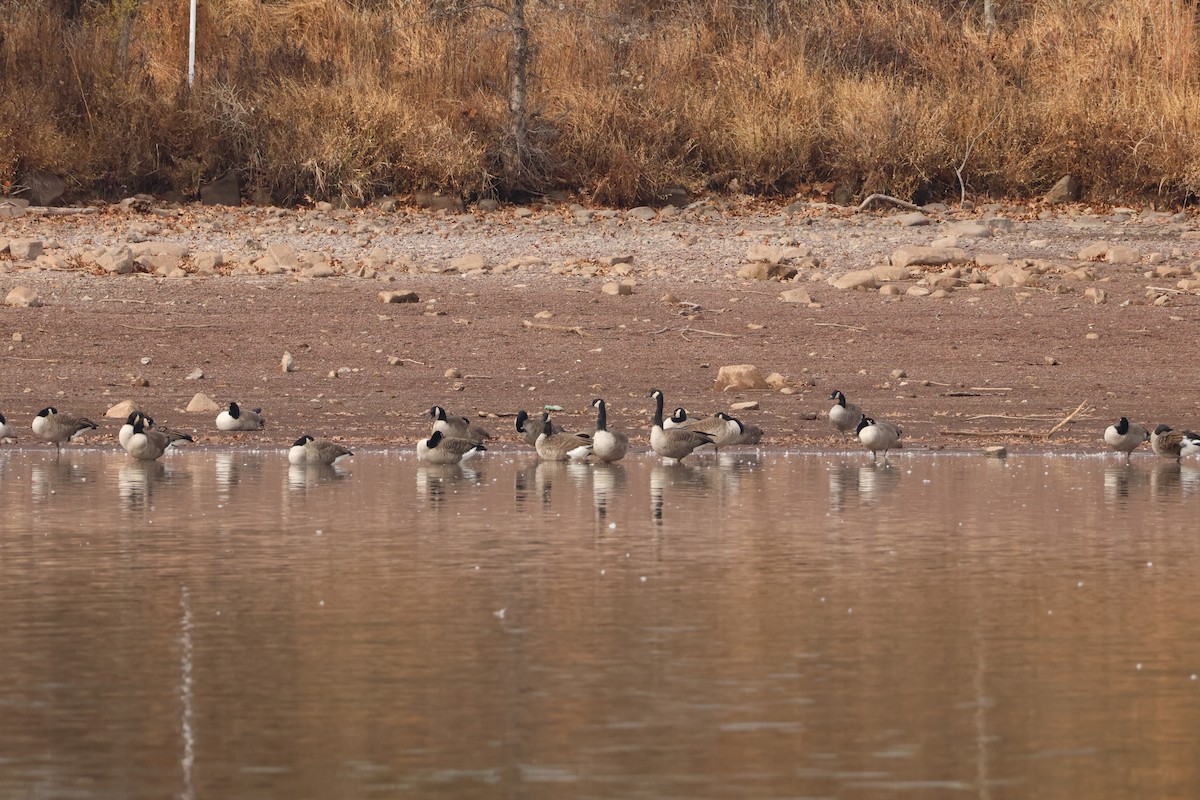 Canada Goose - ML645627413