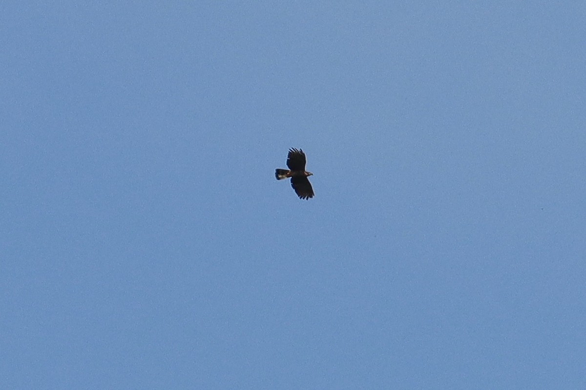 Hook-billed Kite - ML645627414