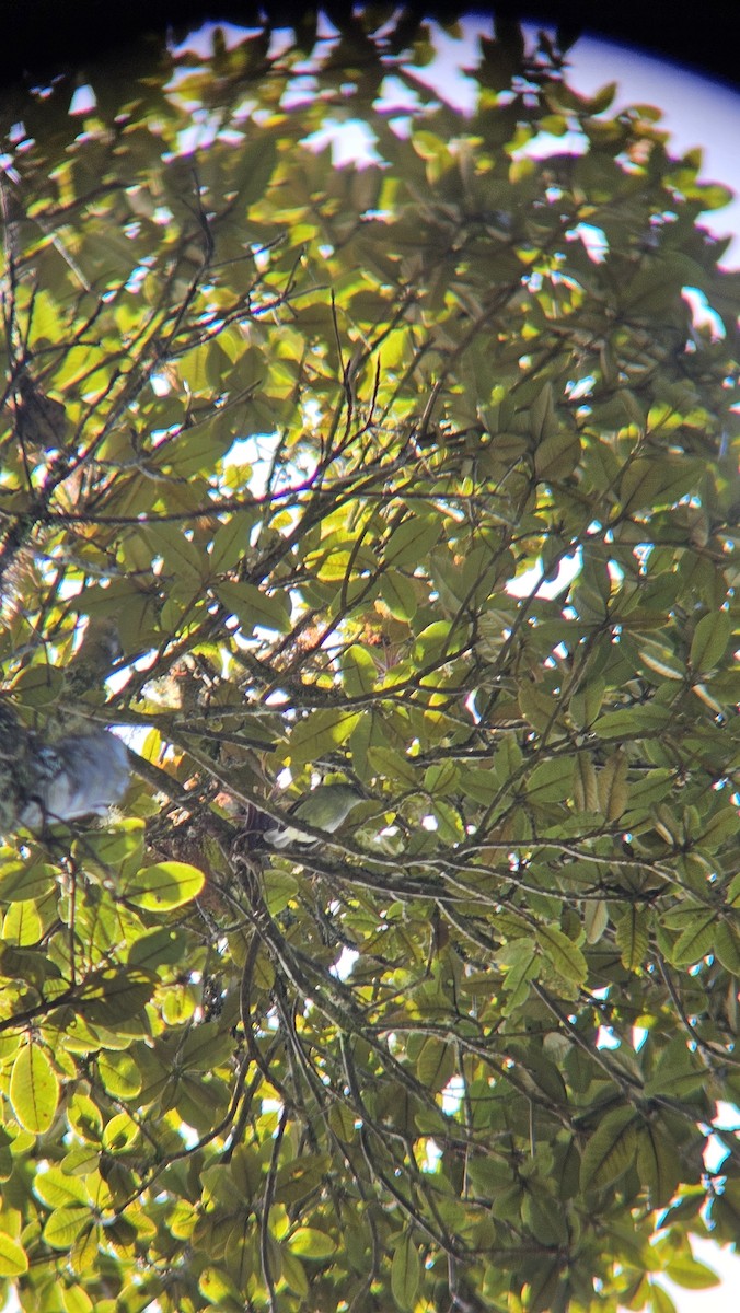 Mistletoe Tyrannulet - ML645627426