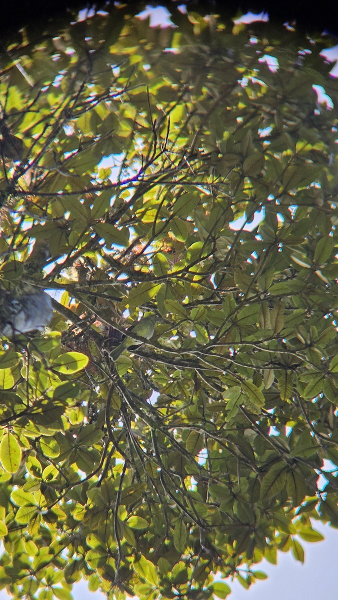 Mistletoe Tyrannulet - ML645627427