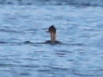 Red-breasted Merganser - ML645627429