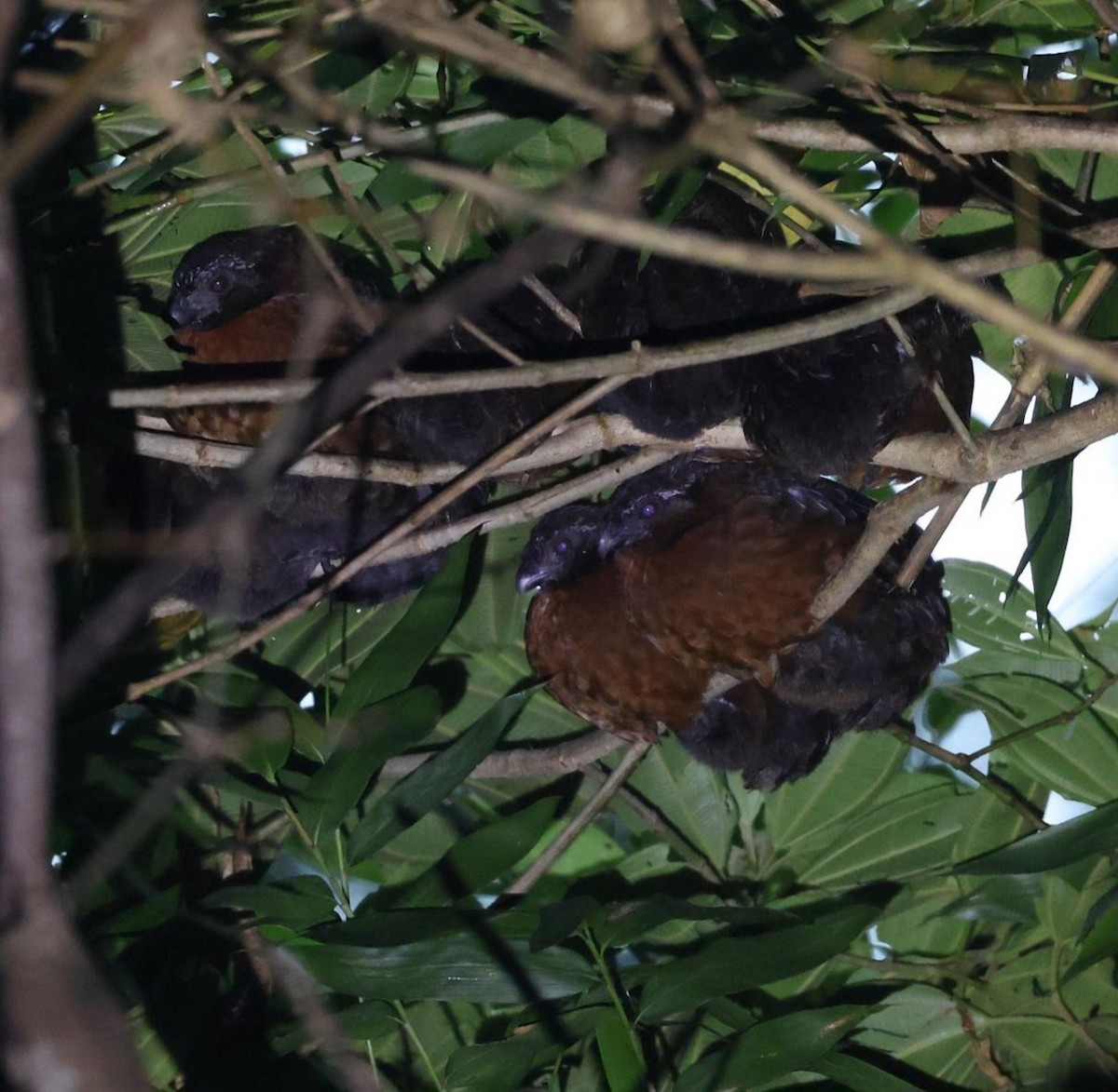 Rufous-breasted Wood-Quail - ML645627447