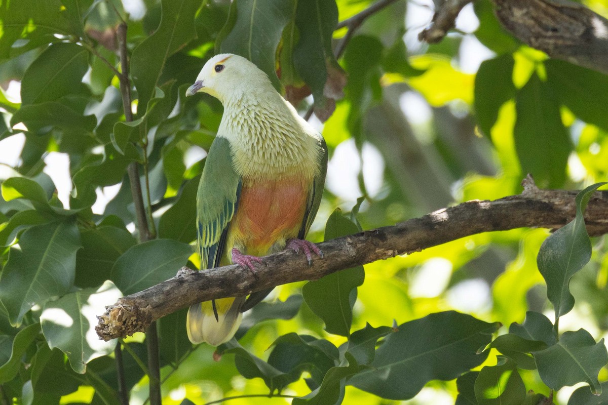 Ptilope de Dupetit-Thouars - ML645627449