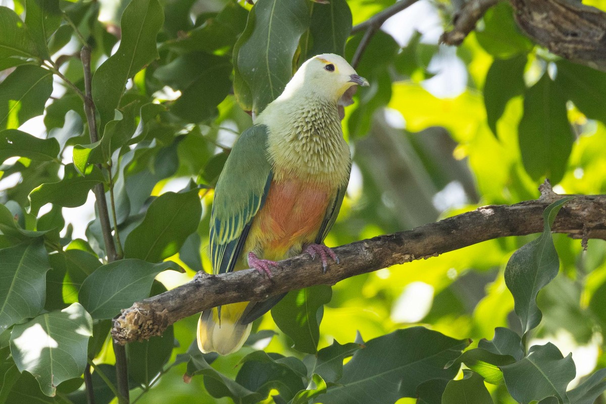 Ptilope de Dupetit-Thouars - ML645627450