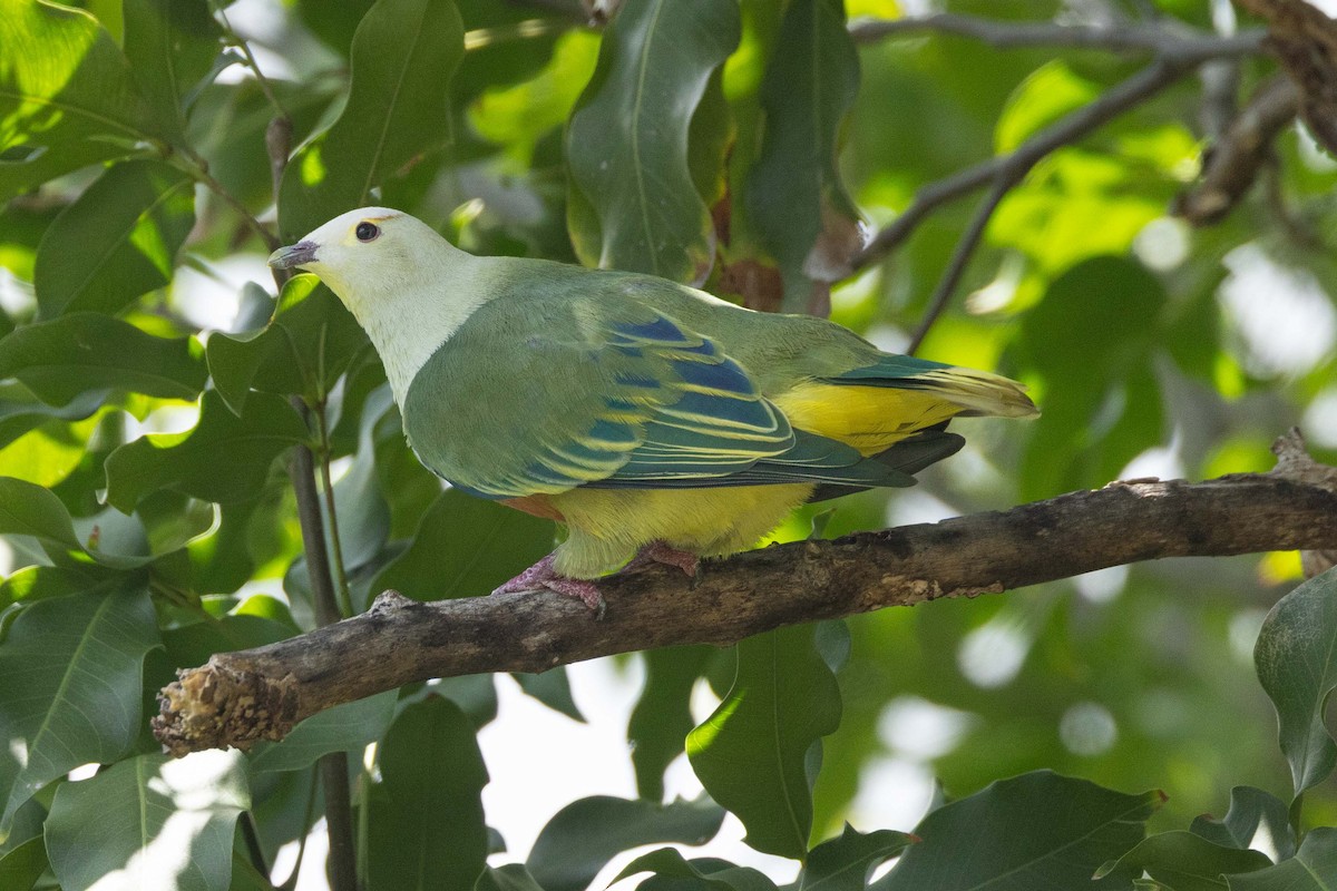 Ptilope de Dupetit-Thouars - ML645627451