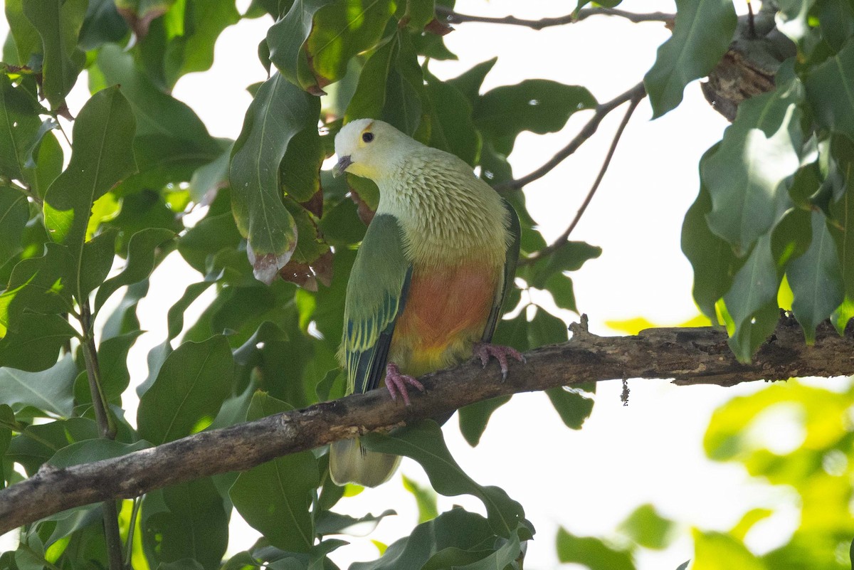 Ptilope de Dupetit-Thouars - ML645627452