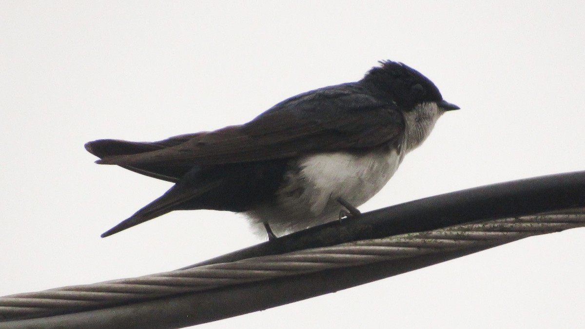 vlaštovka modrobílá - ML645627456