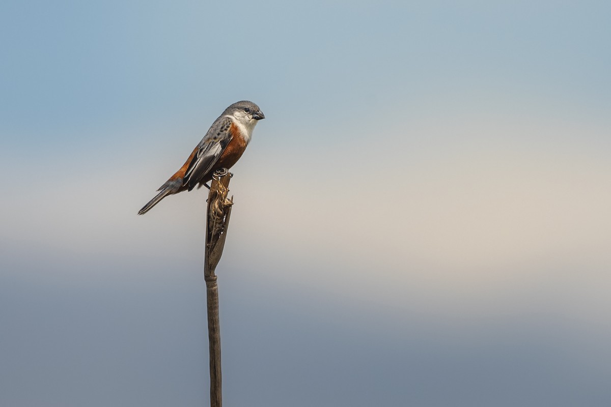 Болотный просяночник - ML645627463