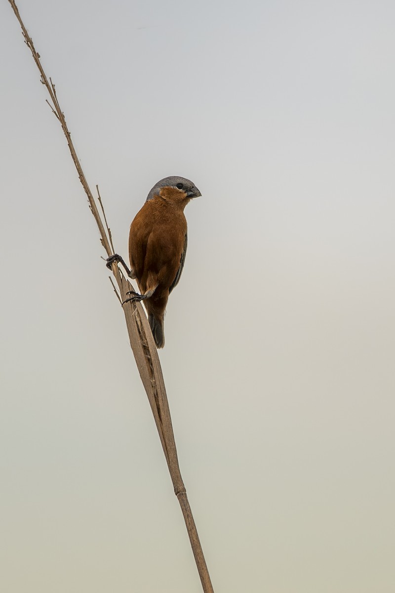 Rufous-rumped Seedeater - ML645627468