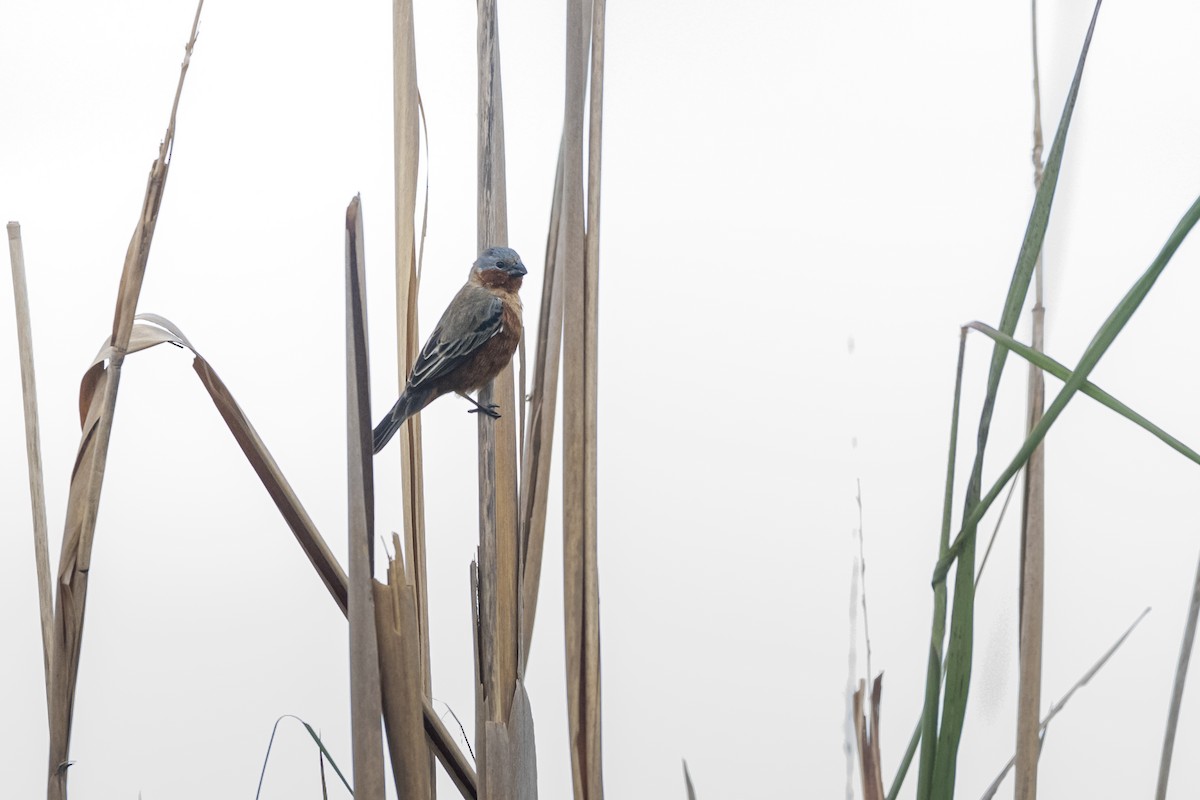 Rufous-rumped Seedeater - ML645627469