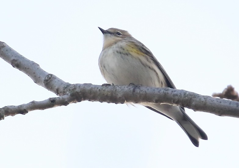 lesňáček žlutoskvrnný (ssp. coronata) - ML645627478