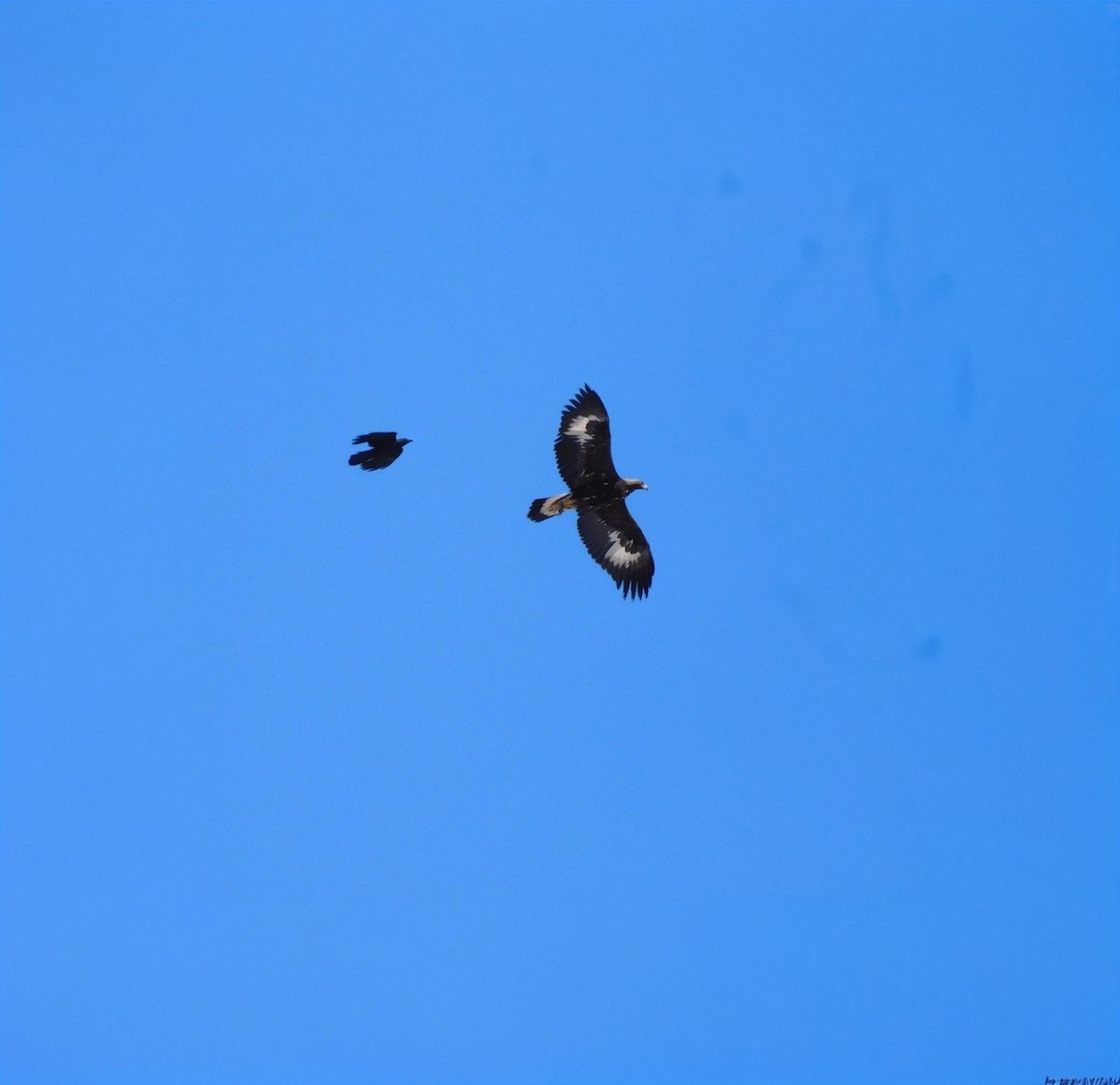 Golden Eagle - ML645627483