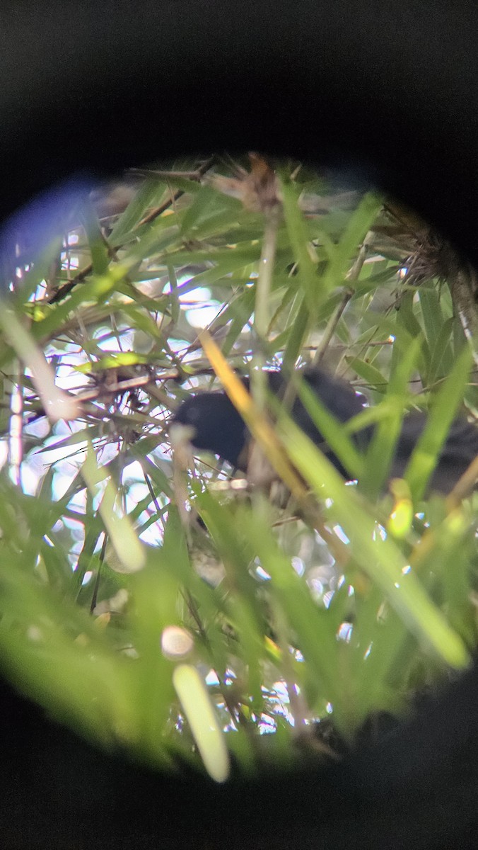 Yellow-billed Cacique - ML645627485