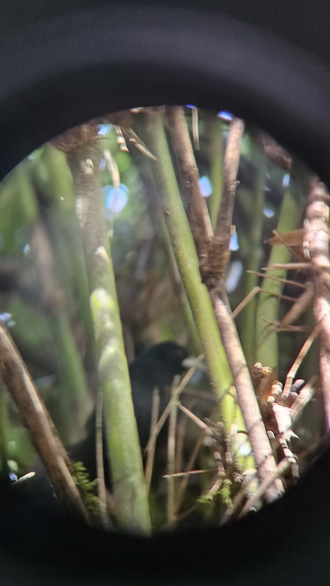 Yellow-billed Cacique - ML645627486