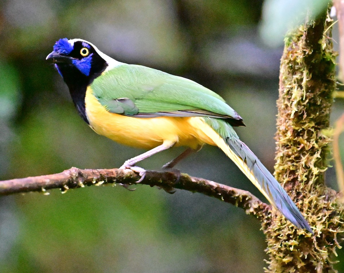 sojka zelenavá - ML645627499