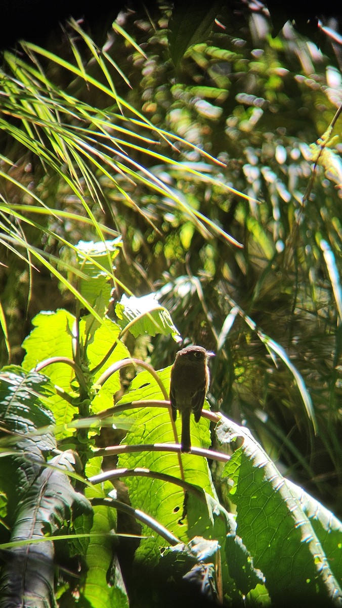 Black-capped Flycatcher - ML645627501