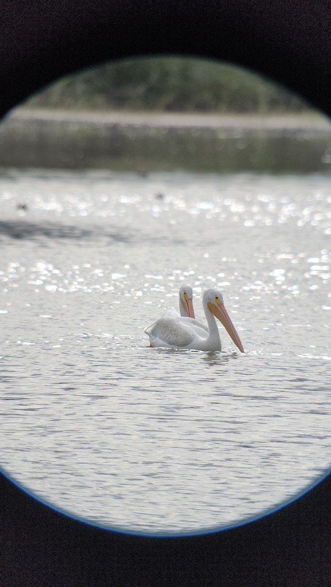 Nashornpelikan - ML645627505