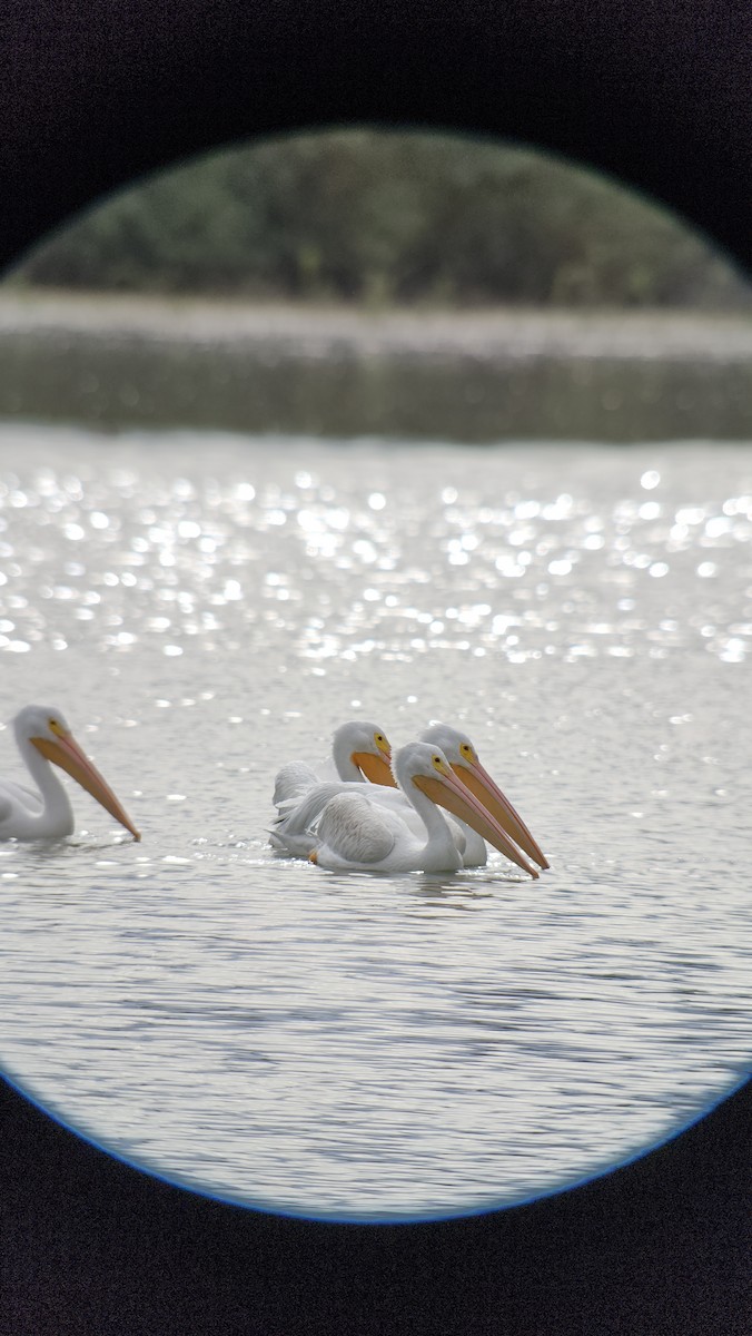 Nashornpelikan - ML645627506