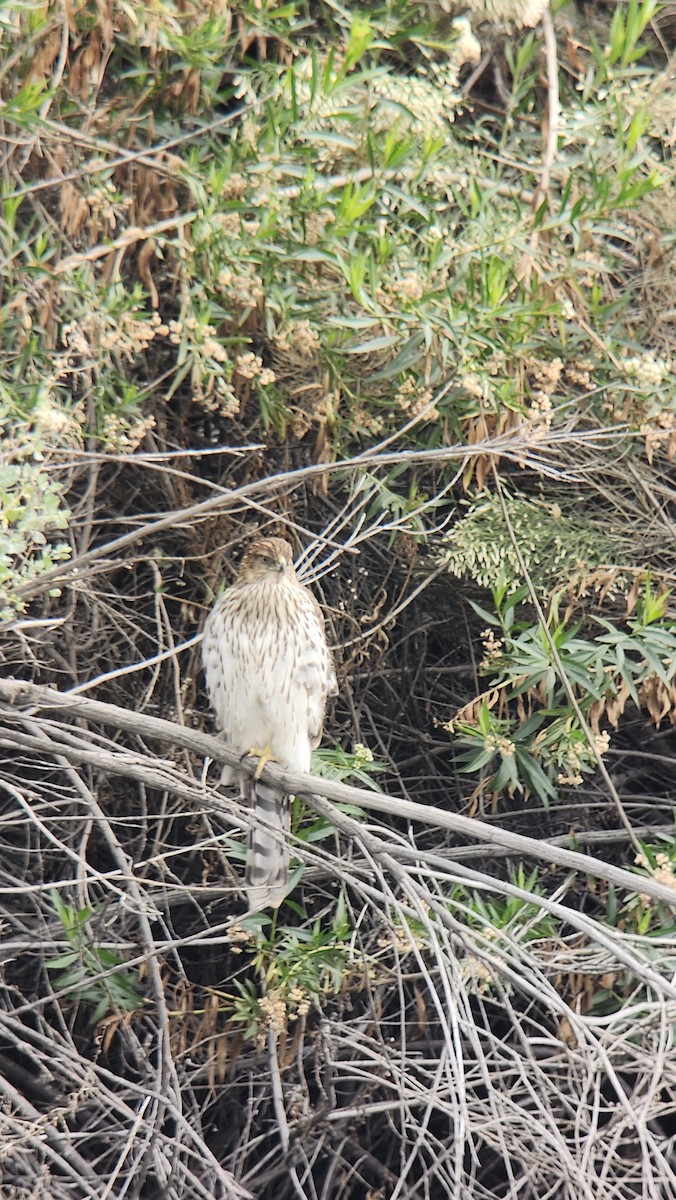 Rundschwanzhabicht - ML645627509