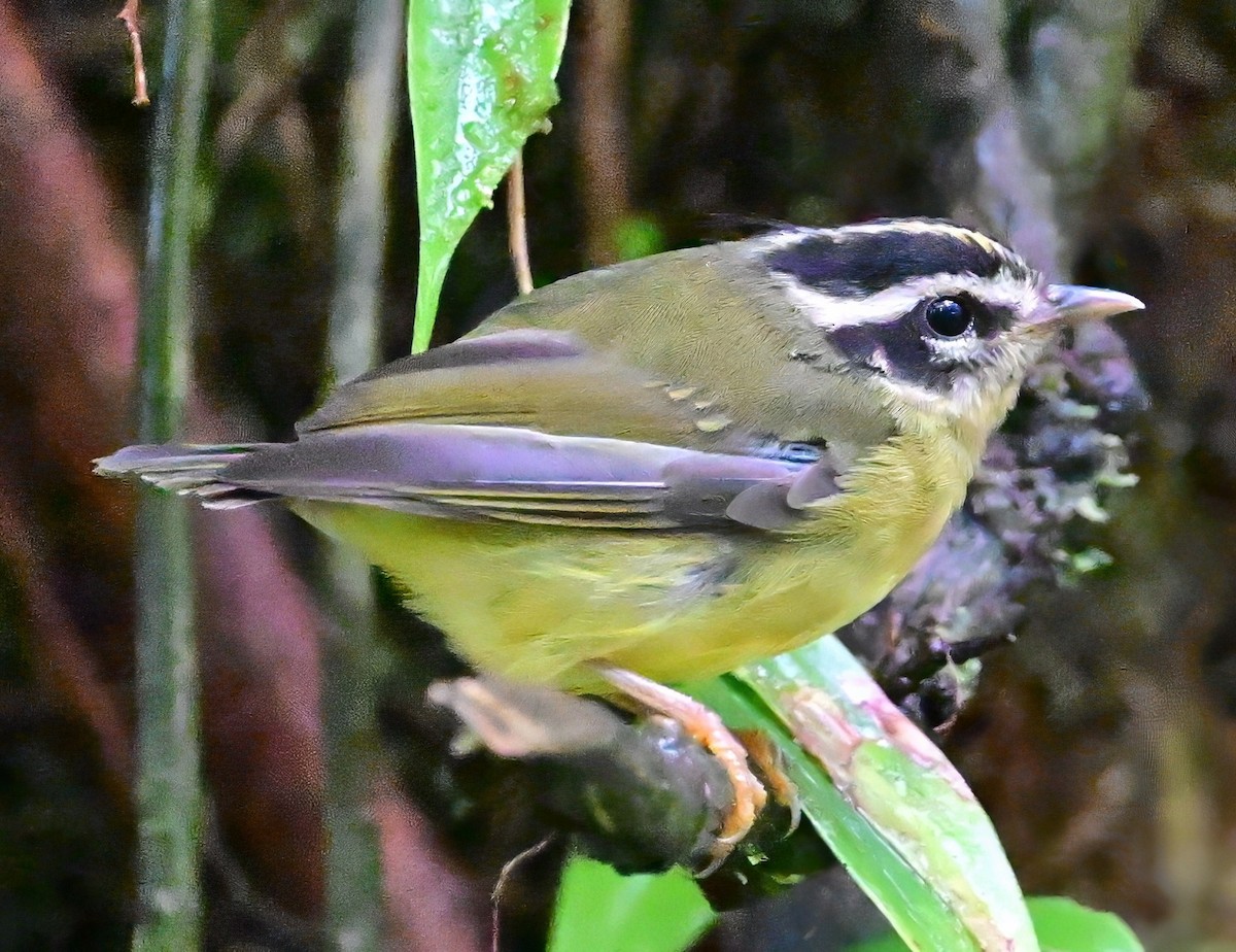 Коронник смугастоголовий - ML645627511