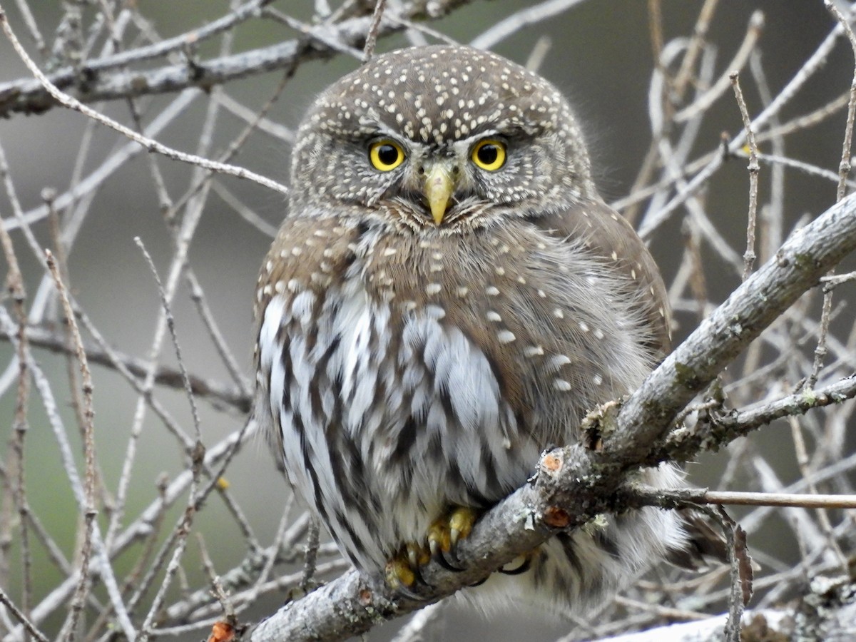 Northern Pygmy-Owl - ML645627513