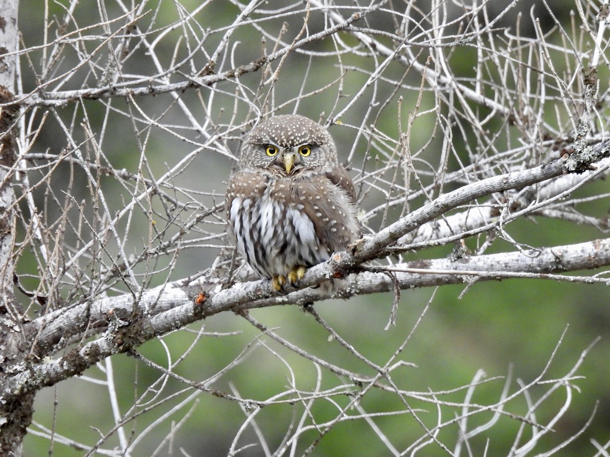 Northern Pygmy-Owl - ML645627514