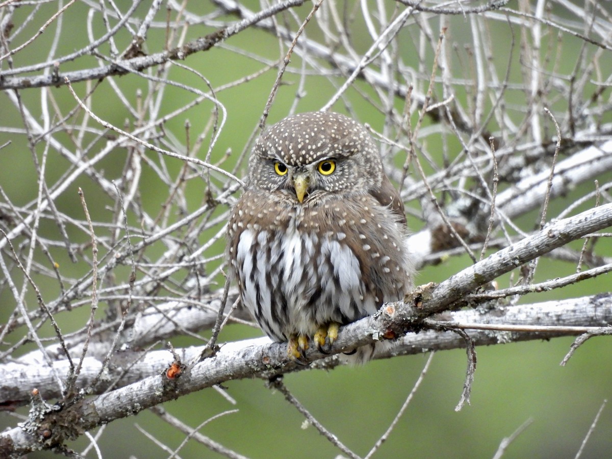 Northern Pygmy-Owl - ML645627515