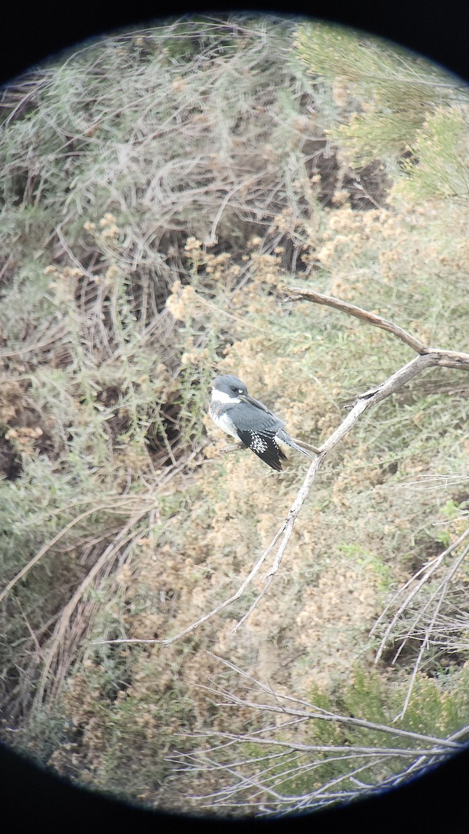 Gürtelfischer - ML645627516