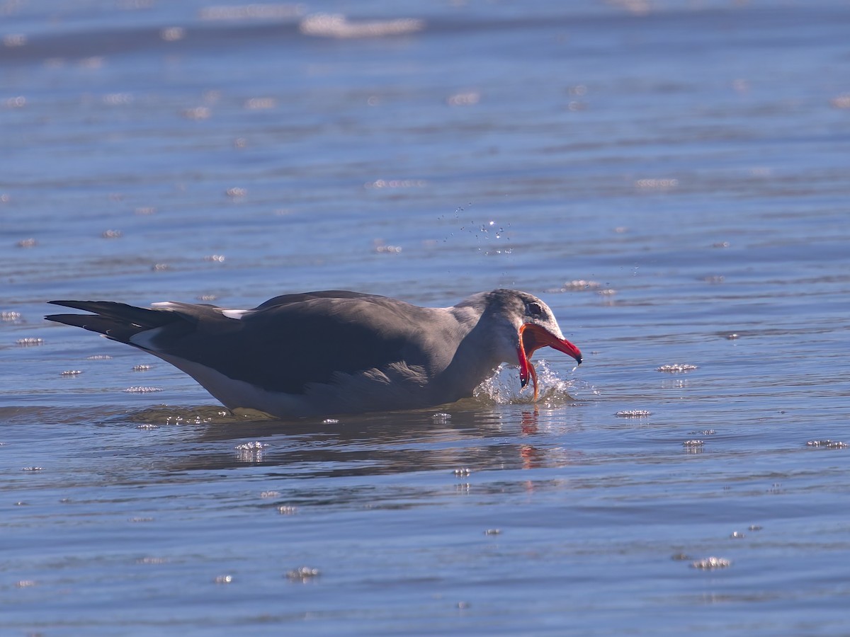 Heermann's Gull - ML645627518
