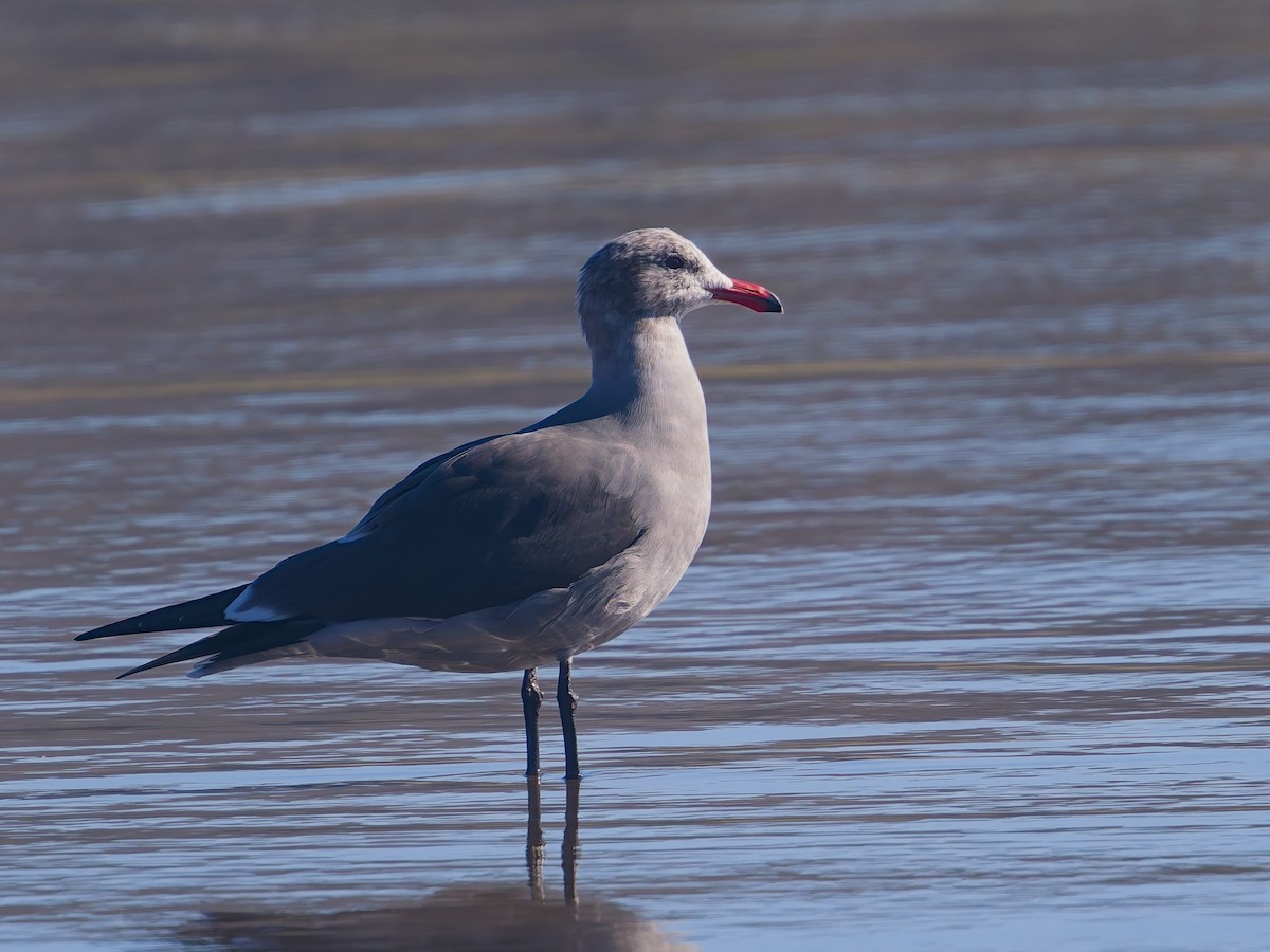 Heermann's Gull - ML645627519