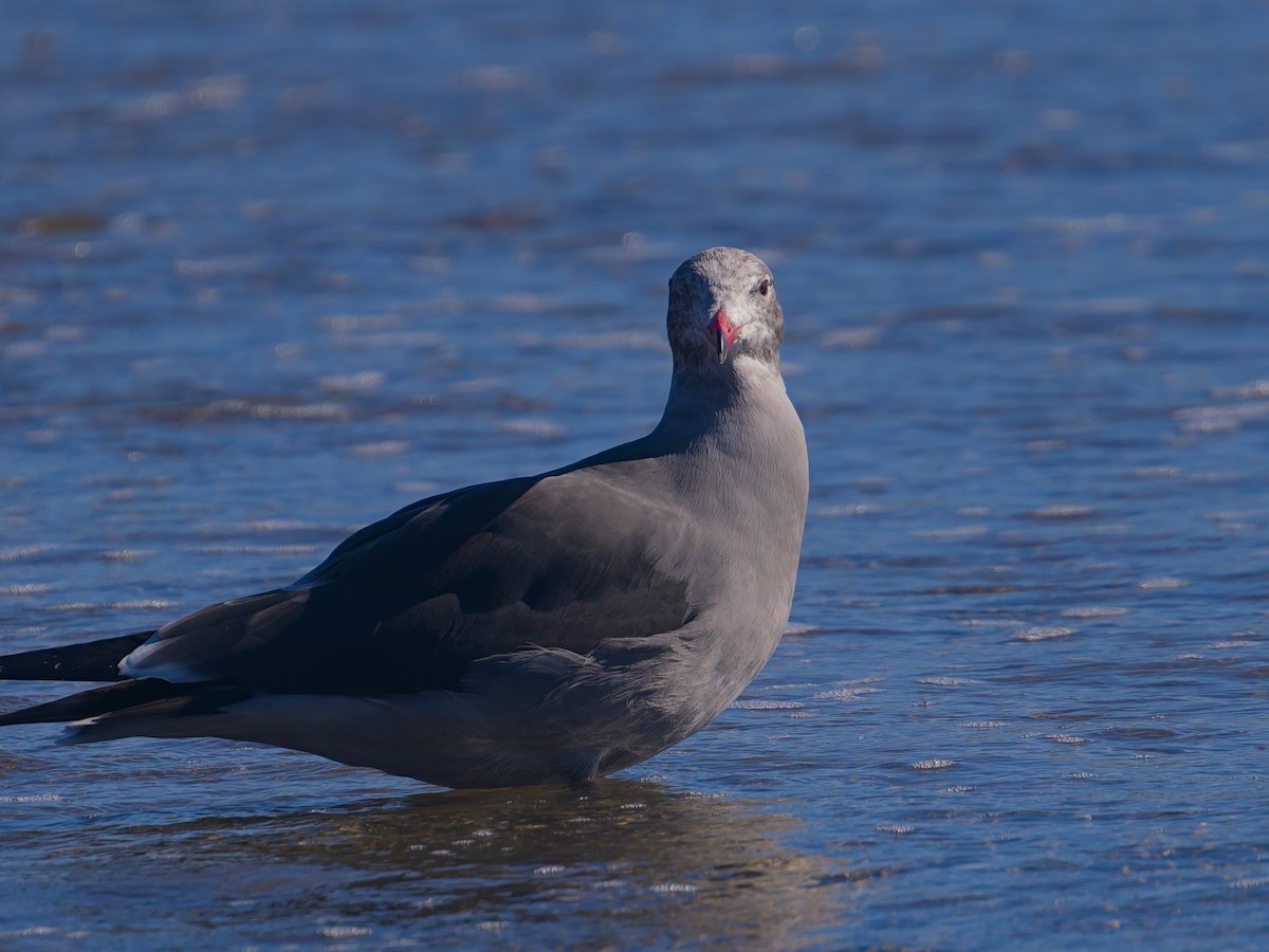 Heermann's Gull - ML645627520