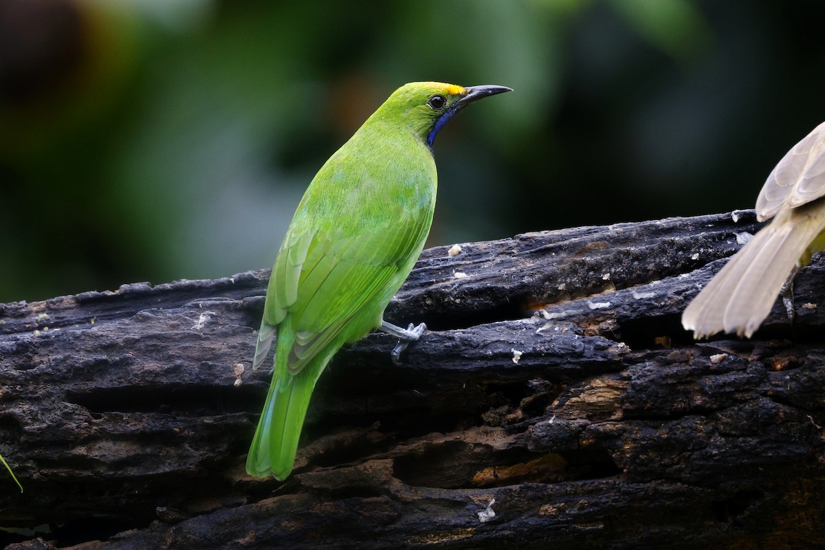 gyllenpannebladfugl - ML645627523