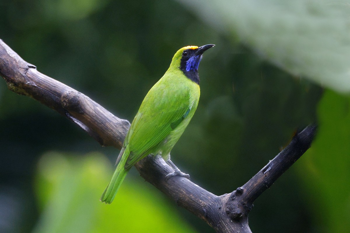 gyllenpannebladfugl - ML645627524