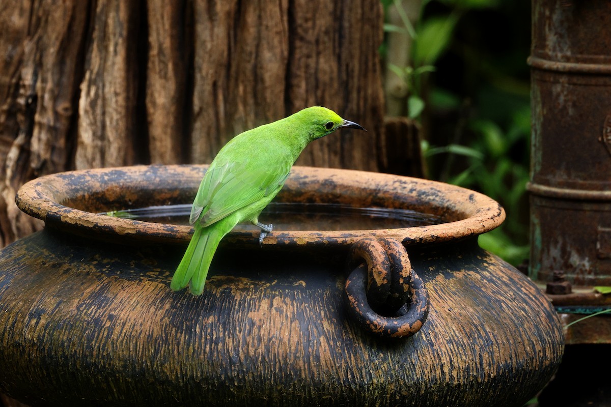 gyllenpannebladfugl - ML645627525