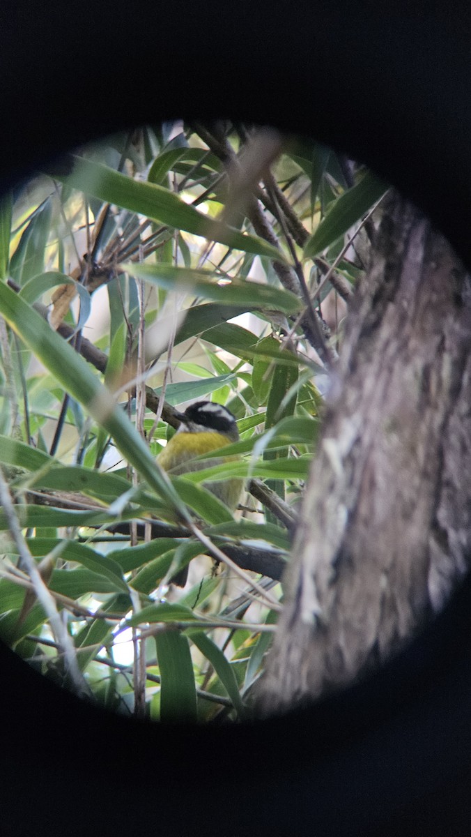 Sooty-capped Chlorospingus - ML645627527