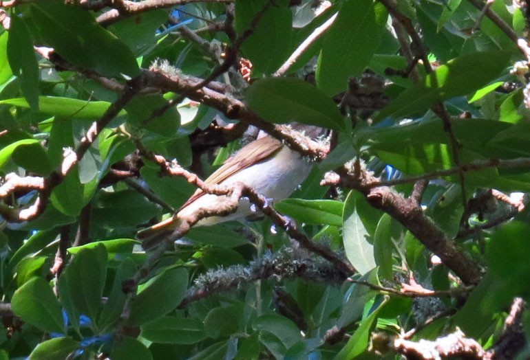 Viréo à moustaches - ML645627533