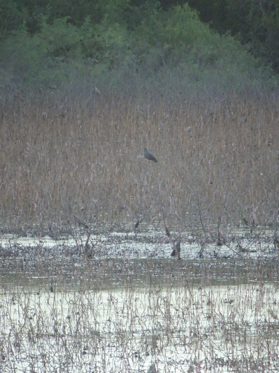 Шуліка-слимакоїд червоноокий - ML645627535