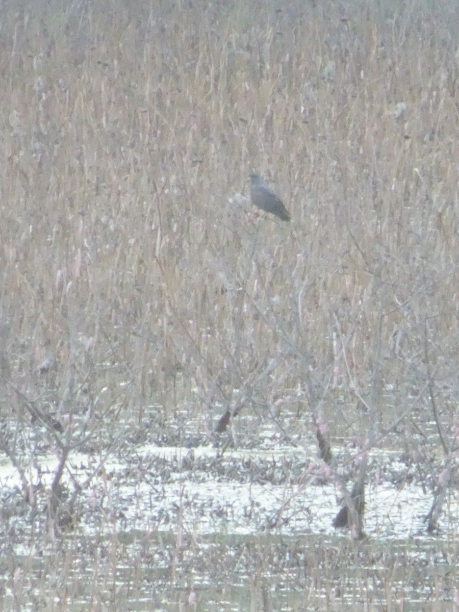 Шуліка-слимакоїд червоноокий - ML645627543