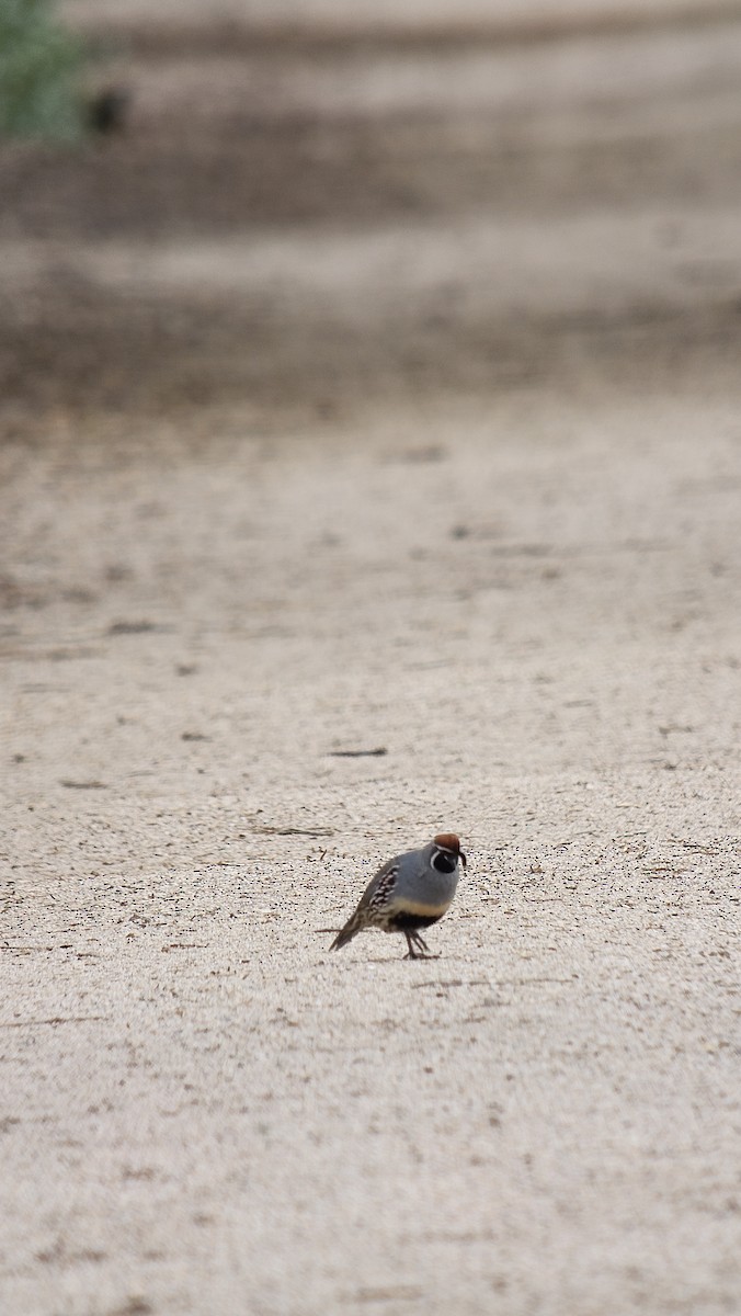 Helmwachtel - ML645627546