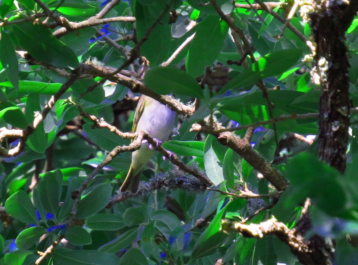 Black-whiskered Vireo - ML645627549